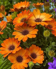 many orange and purple flowers in a garden