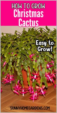 how to grow christmas cactus easy to grow