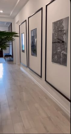 three black and white pictures hanging on the wall next to a potted palm tree