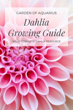 a pink flower with the words garden of aquarius dahlia growing guide on it