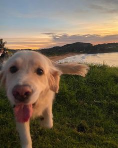 a white dog with its tongue hanging out in the grass near water and hills at sunset