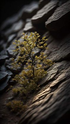 a small yellow plant is growing out of the rocks in front of it's shadow