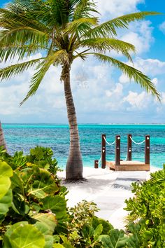 a palm tree sitting on top of a sandy beach next to the ocean with hammocks hanging from it's posts