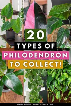 the top 20 types of philoderon to collect in your houseplant collection