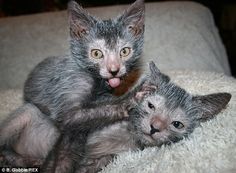 two gray kittens laying on top of each other