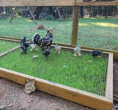 several chickens in a chicken coop on the grass