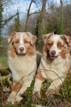 two brown and white dogs sitting next to each other in the grass with trees behind them