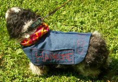 a small dog wearing a blue jacket with the word happiness written on it