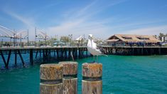 a seagull sitting on top of a wooden post next to the ocean with a pier in the background