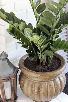 a potted plant sitting on top of a table next to a lantern