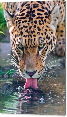 a close up of a leopard with its mouth open and tongue out in the water