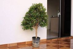 a potted tree sitting on top of a tiled floor next to a door way