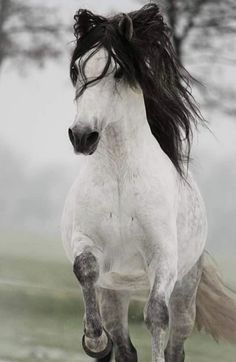 a white horse with black mane running in the snow by some trees and grass on a foggy day