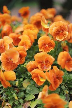 some orange flowers are growing in a pot