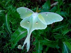 a large white butterfly sitting on top of a green plant