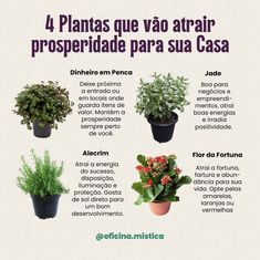 the four types of plants are shown in spanish