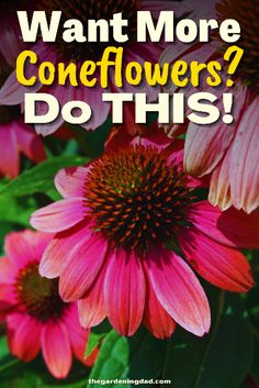 pink flowers with the words want more coneflowers? do this