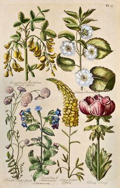 an illustration of various flowers and leaves