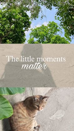 a cat sitting next to a plant with the words the little moments matter on it