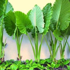 green plants growing from the ground in front of a white wall