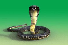 a snake with its mouth open on a green background