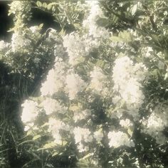 white flowers are blooming on the branches of trees