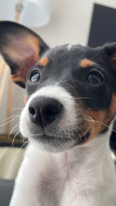 a small black and white dog looking at the camera