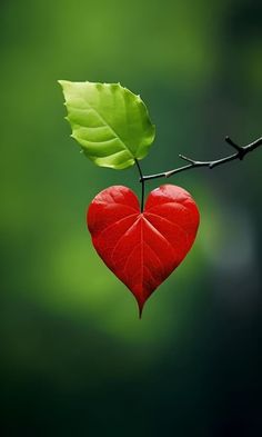 a heart shaped leaf hanging from a twig