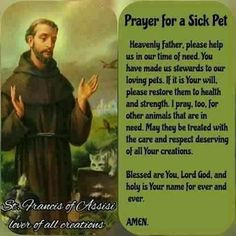 Purina Dog Food, Pet Healing, Sick Puppies, Sick Cat, Homemade Goodies, Sick Dog, Good Prayers, Francis Of Assisi