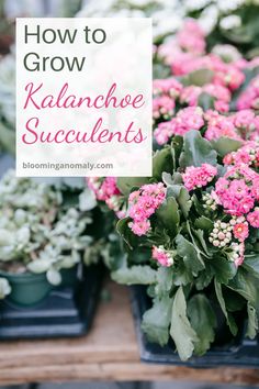 How to Grow Kalanchoe Succulents this Spring