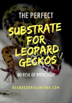 the perfect substance for leopard geckos