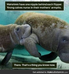 an elephant and its baby are swimming in the water with caption that reads manatees have one ripple behind each flipper young calves in their mother's arms