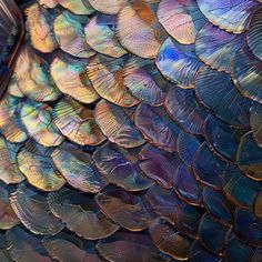 Fish Images Elegance: Pristine Wildlife Imagery Fish Scales Aesthetic, Colorful Ocean Fish, Ecosystem Art, Fish Texture, Textures In Nature, Fish Roe, Fish Images, Fish Png, Inspiring Nature