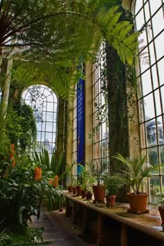 the inside of a building with lots of windows and plants in pots next to each other