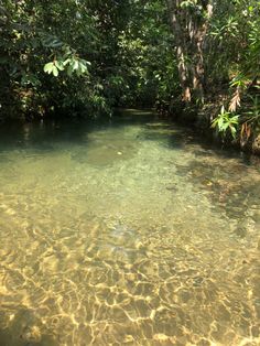 the water is crystal clear and there are many trees in the area around it,