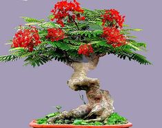 Buy Bonsai Flamboyant Flame Tree Seeds to Grow | 20 Seeds | Delonix regia, Prized Flowering Tropical Bonsai Tree Seeds at Walmart.com