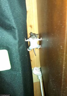 a mouse is peeking out from behind a door with the caption, my vision impossibleible