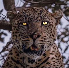 a close up of a leopard on a tree branch with its mouth open and yellow eyes