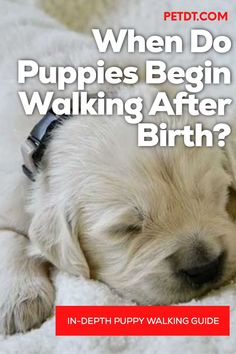 a puppy sleeping on top of a bed with the title when do puppies begin walking after birth?