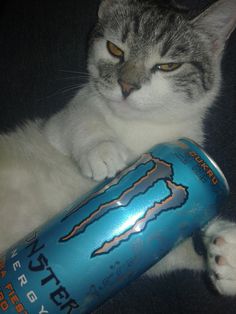 a gray and white cat laying on top of a blue can with it's paw in the air