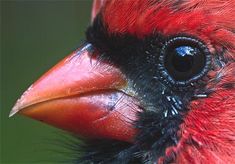 a red and black bird is looking at the camera with an intense look on it's face