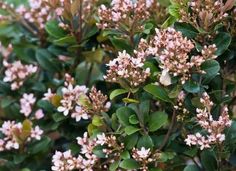 some pink flowers and green leaves on a bush