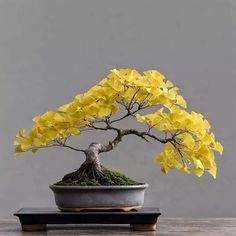 a bonsai tree with yellow flowers growing out of it