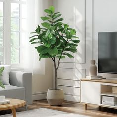 a living room with a couch, coffee table and large potted plant in the corner