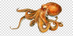 an octopus is shown on a transparent background