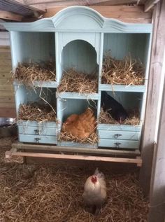 two chickens and one chicken in a blue hutch with hay on the bottom floor