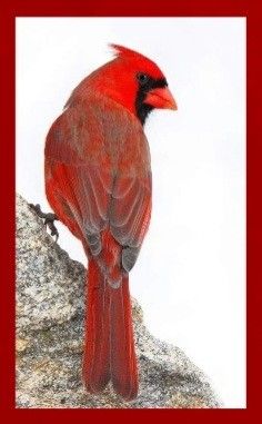 a red bird sitting on top of a rock