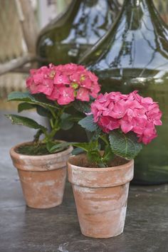 two potted pink flowers sitting next to each other