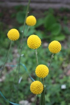 some yellow flowers are growing in the grass