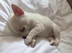 a small white dog laying on top of a bed